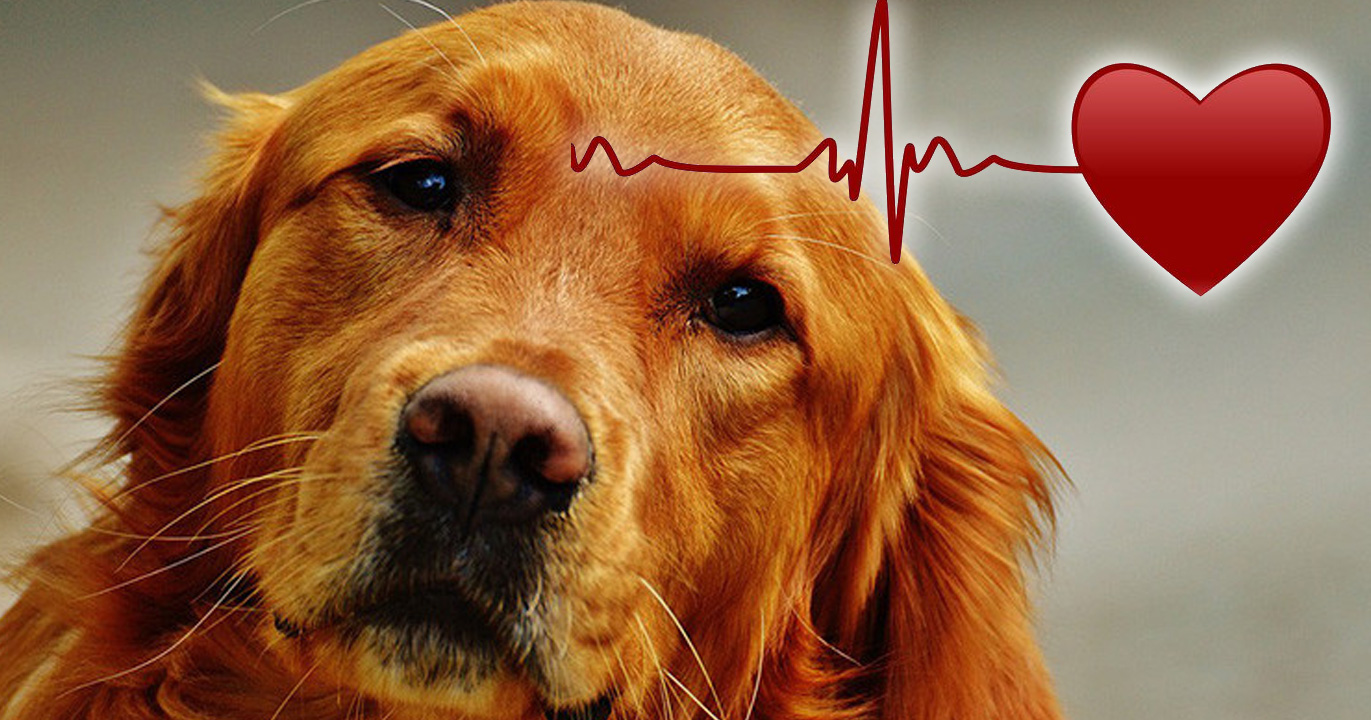 All Pets Clinica Veterinaria Quito perros 24 horas
