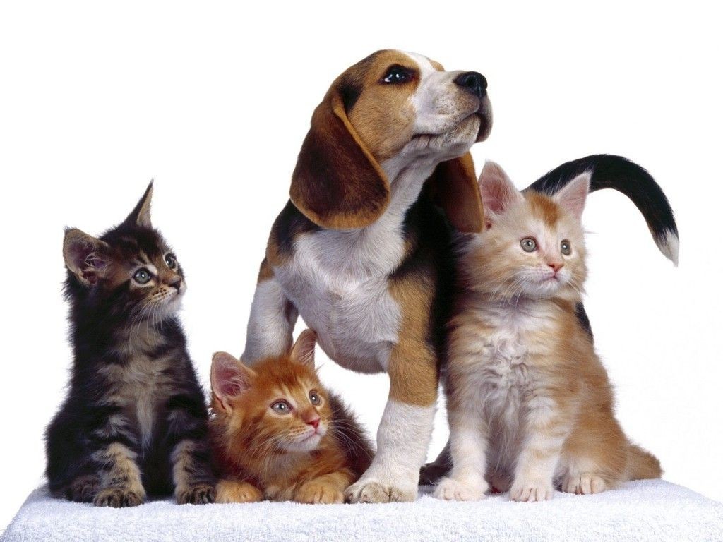 All pets Veterinaria perros y gatos Quito