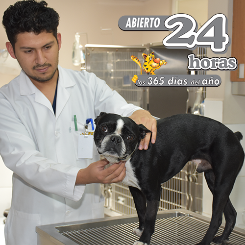 Allpets-Veterinario-24-horas-atencion-Quito