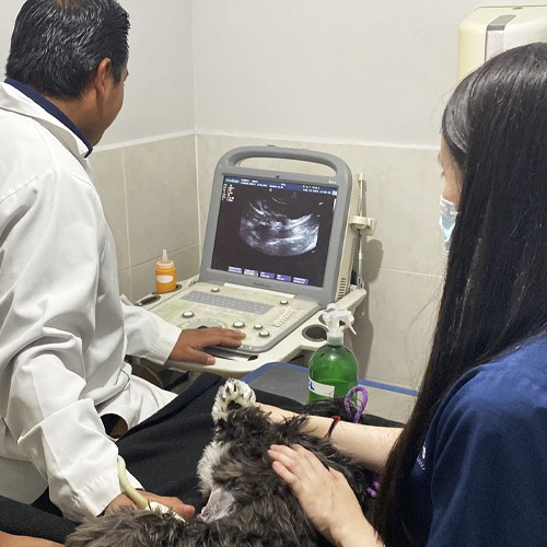 Allpets imagenologia ultrasonido quito veterinaria 24 horas emergencia