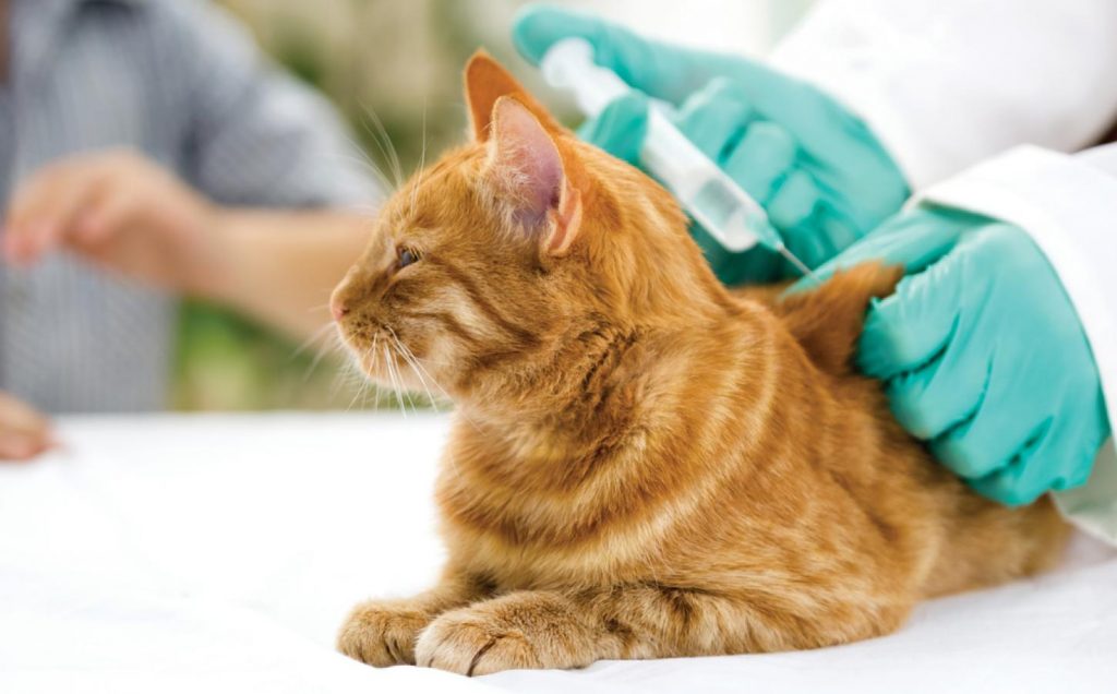 Herpes felino all pets veterinaria clinica quito