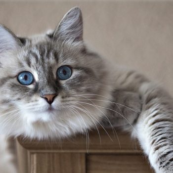 portrait of Siberian cat