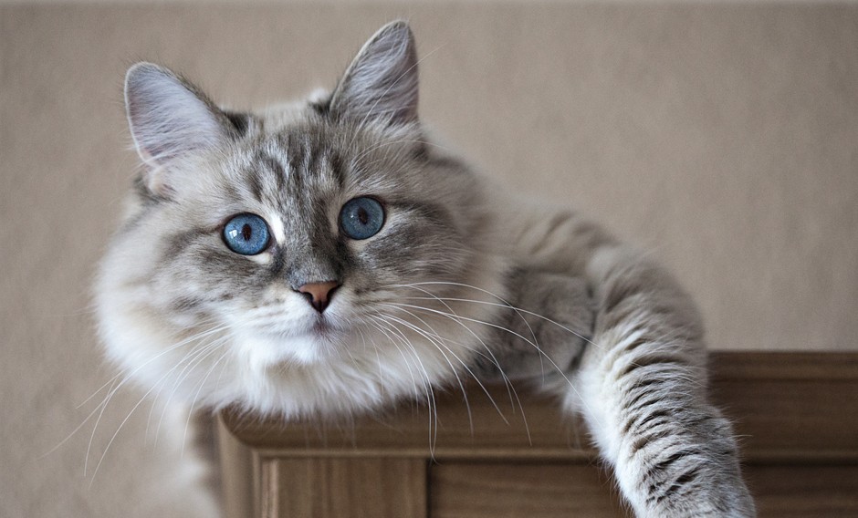 portrait of Siberian cat