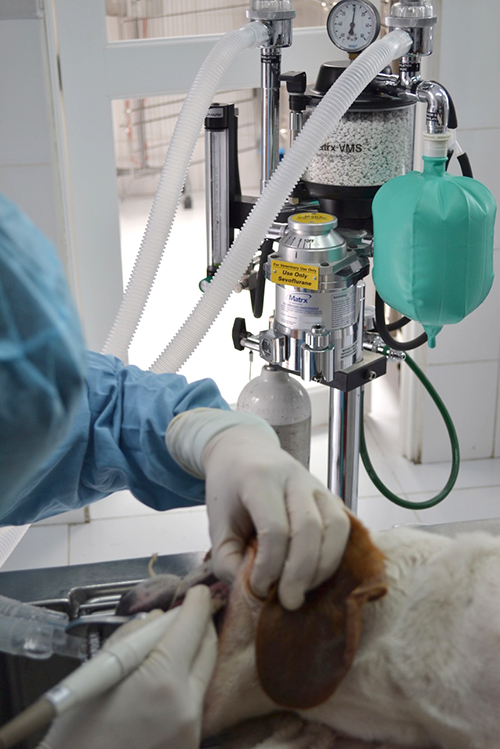 odontologia-allpets-hospital-clinica-veterinaria-quito